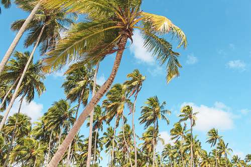 palm tree palm trees plant